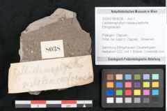Foto (Objekt + Etikett) von Callistemophyllum melaleucaeforme Ettingshausen (NHMW-GEO-2024-0188-8038)